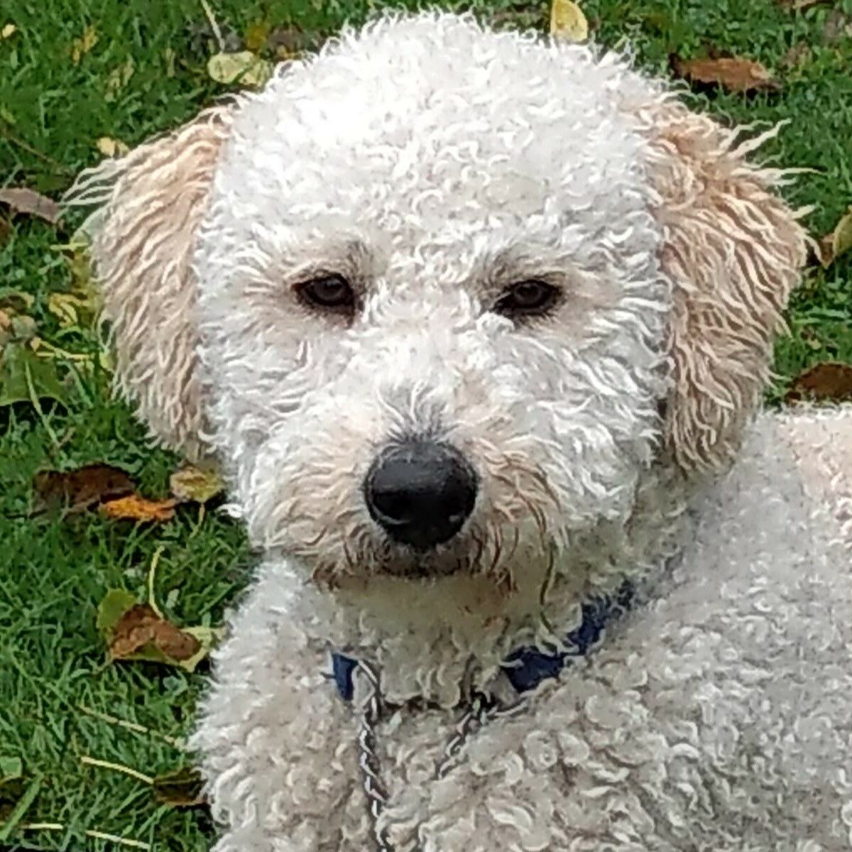 Voortgezette Gehoorzaamheid