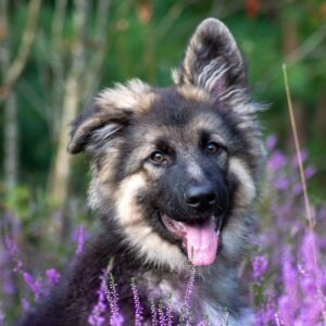 Basis Gehoorzaamheid